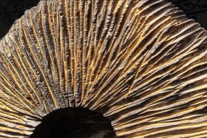 Русское зодчество — душа в каждом изделии